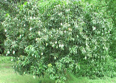 Can You Grow Mangoes in Florida? – Fl Gardening