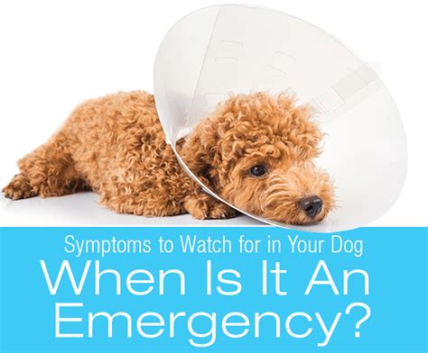 Dog Symptoms: When Is It an Emergency? : My Dog's Symptoms | Dog treatment, Dog illnesses, Pet ...