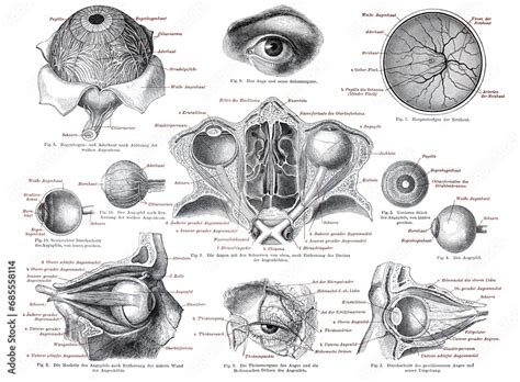 Human anatomy of the eye or eyes. anatomy illustration of the human ...