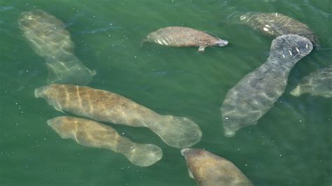 Florida manatees: 5 facts you probably didn't know