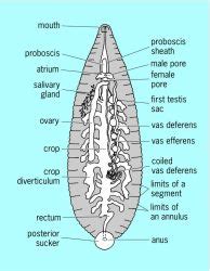 *insert awesome name here*: Poor Leachey!! :( (leech lab)