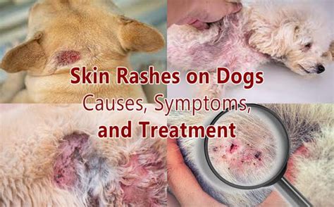 Skin Rashes on Dogs: Causes, Symptoms, and Treatment 2023