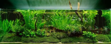 Beginner’s guide to setting up an aquarium with live plants - Bunnycart ...