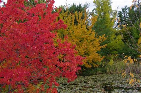 Fall Colors of Boise Idaho - PentaxForums.com