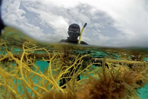 Growing Belize Gold: Seaweed Farming as the Future of Marine ...