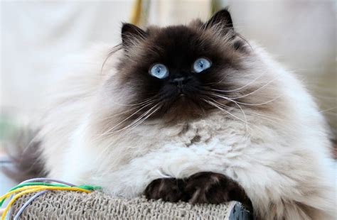 6 Flat Faced Cat Breeds | Great Pet Care