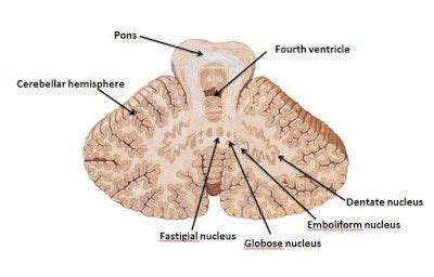 Image result for cerebellar nuclei | Nucleus, Insects, Image