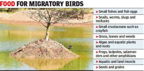 Shallow sandbanks keep migratory birds away from Sukhna Lake | Chandigarh News - Times of India