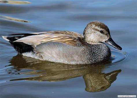 British Ducks, Identify UK Ducks - Wildfowl Photography.