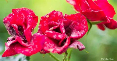 How To Get Rid Of Powdery Mildew On Knock Out Roses