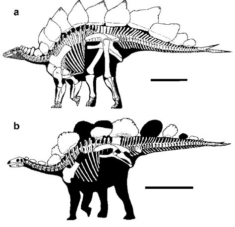 Comparisons of the skeletons of Stegosaurus stenops (USNM 4934) (a) and ...