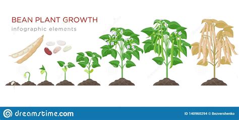 Bean Plant, Bean Seeds, Plant Growth, Flat Design, Sprouts, Infographic ...