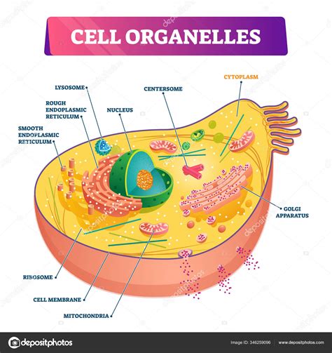 Cell organelles biological anatomy vector illustration diagram Stock ...