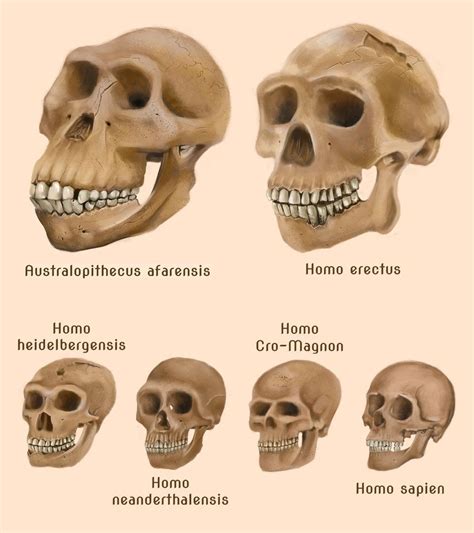 Human evolution skulls by amircea on deviantART | Human evolution ...