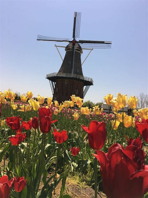 Windmill Island Gardens (Holland, MI): Top Tips Before You Go ...