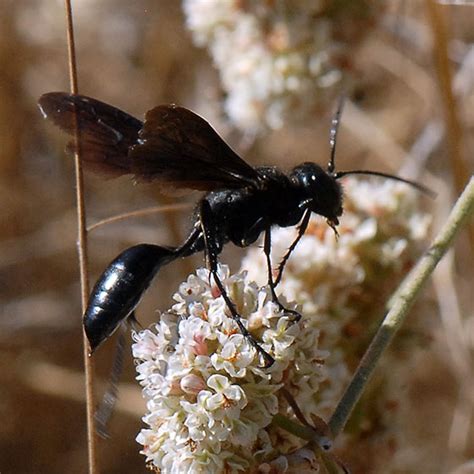 ID for a big black wasp? - Isodontia philadelphica - BugGuide.Net