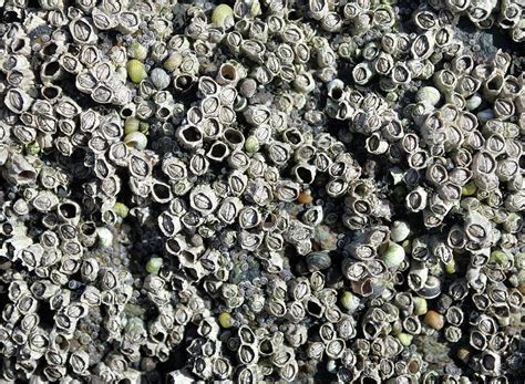 Close-up Of Acorn Barnacles Photograph by Robert Brook/science Photo ...