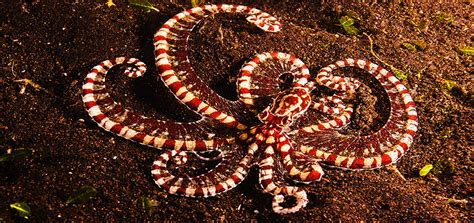 20 Incredible Facts About Mimic Octopus: Majestic Shapeshifter Of The Sea | Pagista