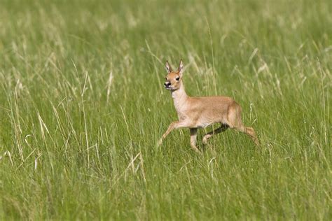 Mongolian Gazelle - Зээр - Procapra gutturosa - Baby | Flickr