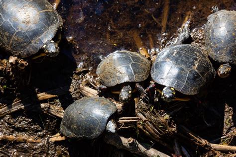 Restoration Project Spotlight: Creating Spotted Turtle Habitat in Southern Maryland - Alliance ...