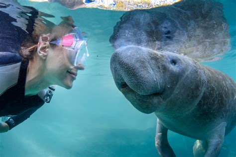 Winter in Florida means snorkeling with manatees - Florida Beyond