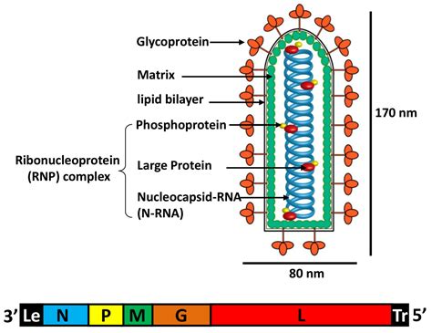 Messenger RNA Cap Methylation in Vesicular Stomatitis Virus, a ...