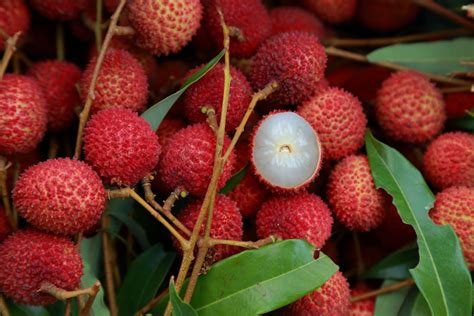 Lychee tree: how to plant, cultivate & care - Plantura