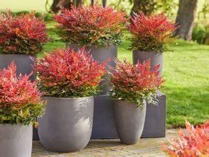 15 Beautiful Types of Nandina Varieties | Balcony Garden Web