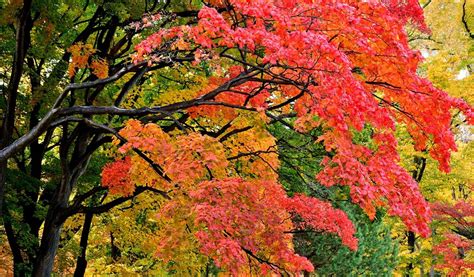 Fall Foliage in Japan 2024 - Rove.me