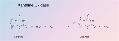 Xanthine Oxidase - Worthington Enzyme Manual | Worthington Biochemical