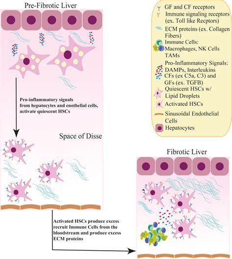 Stellate Cells Liver