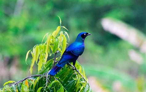 Birds species in Ghana - Birdlife at Green Views Residential