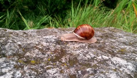 Roman Snail by SunriseCat on deviantART | Roman snail, Snail, Pet snails