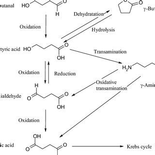 (PDF) γ-Hydroxybutyric acid (GHB) and its chemical modifications: A ...