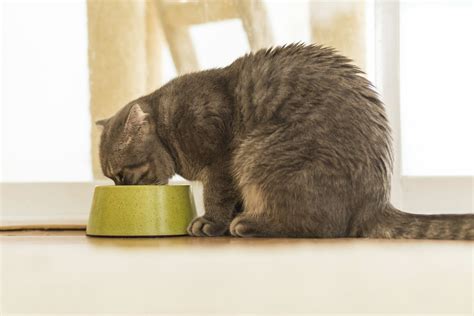 Therapeutic Diets for Cats - Tufts Catnip