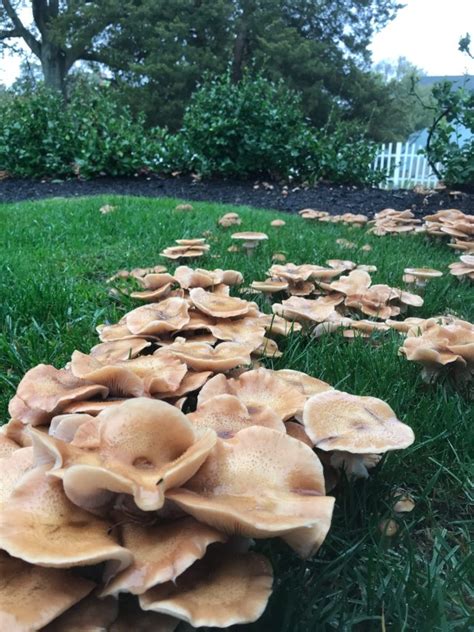 Mushrooms in Lawn? How to Manage the Fungus Among Us » The Money Pit