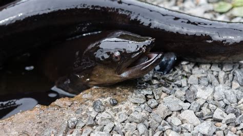 Eels: New Zealand freshwater fish