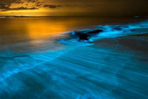 250+ Bioluminescence Waves Stock Photos, Pictures & Royalty-Free Images - iStock