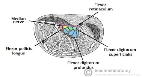 The Carpal Tunnel - Borders - Contents - TeachMeAnatomy