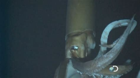 Giant Squid: Amazing deep-sea footage reveals giant squid in natural habitat - YouTube