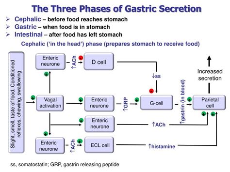 PPT - Physiology and Pharmacology of Gastric Motility and Gastric Acid ...