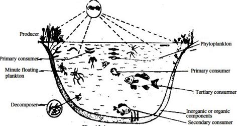 Pond Ecosystem - QS Study