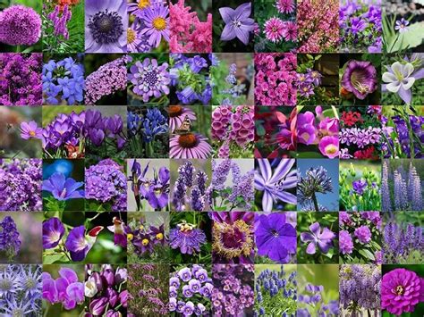 Types Of Purple Flowers With 5 Petals | Best Flower Site