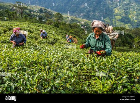 Tea garden darjeeling tea hi-res stock photography and images - Alamy