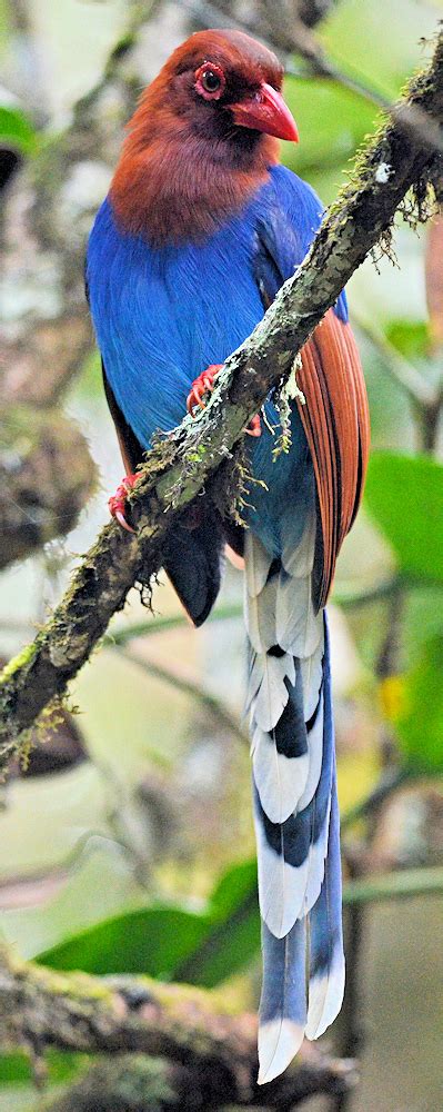 Sri Lanka Blue Magpie (Urocissa ornata) – Photo by Ekaterina ...