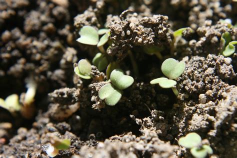 Balkan Ecology Project : Soil Temperature and Seed Germination