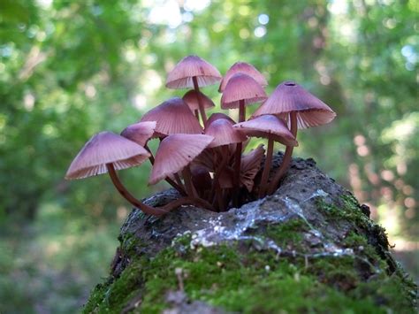 List of bioluminescent fungi - Wikipedia, the free encyclopedia | Stuffed mushrooms, Fungi, Wild ...