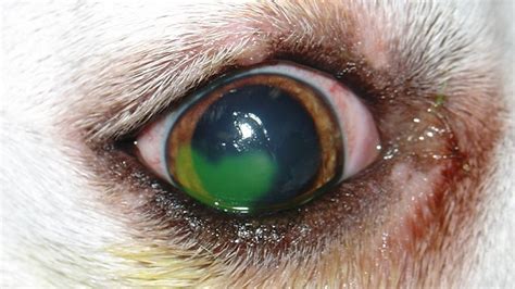 Common Dog Eye Problems: How To Identify Them | Barking Out Loud