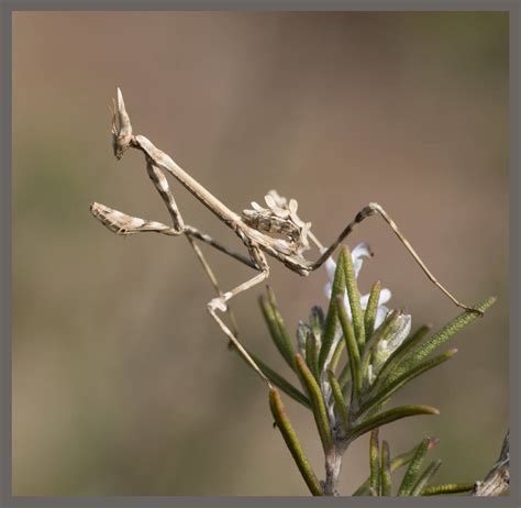 Empuse pennée - Empusa pennata | Identifier un insecte