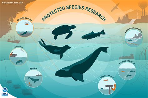 Protected Species Research in the Northeast | NOAA Fisheries